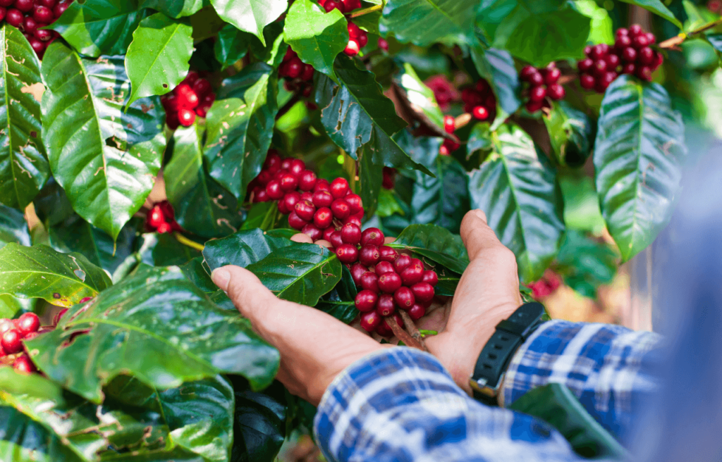 Import or Export Nepali himalayan Coffee