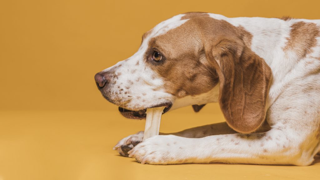 Happy dog enjoying a Himalayan yak milk churpi dog chew