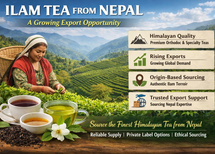 Illustration of Ilam tea export from Nepal showing a Nepali tea picker harvesting fresh tea leaves in terraced Himalayan hills. Three cups of brewed tea in different varieties are displayed in the foreground. Infographics highlight Himalayan quality, rising exports, origin-based sourcing, and trusted export support, emphasizing premium and ethically sourced Ilam tea.