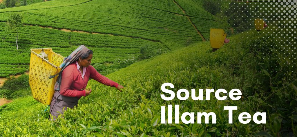 Illam tea garden in the Nepal Himalaya