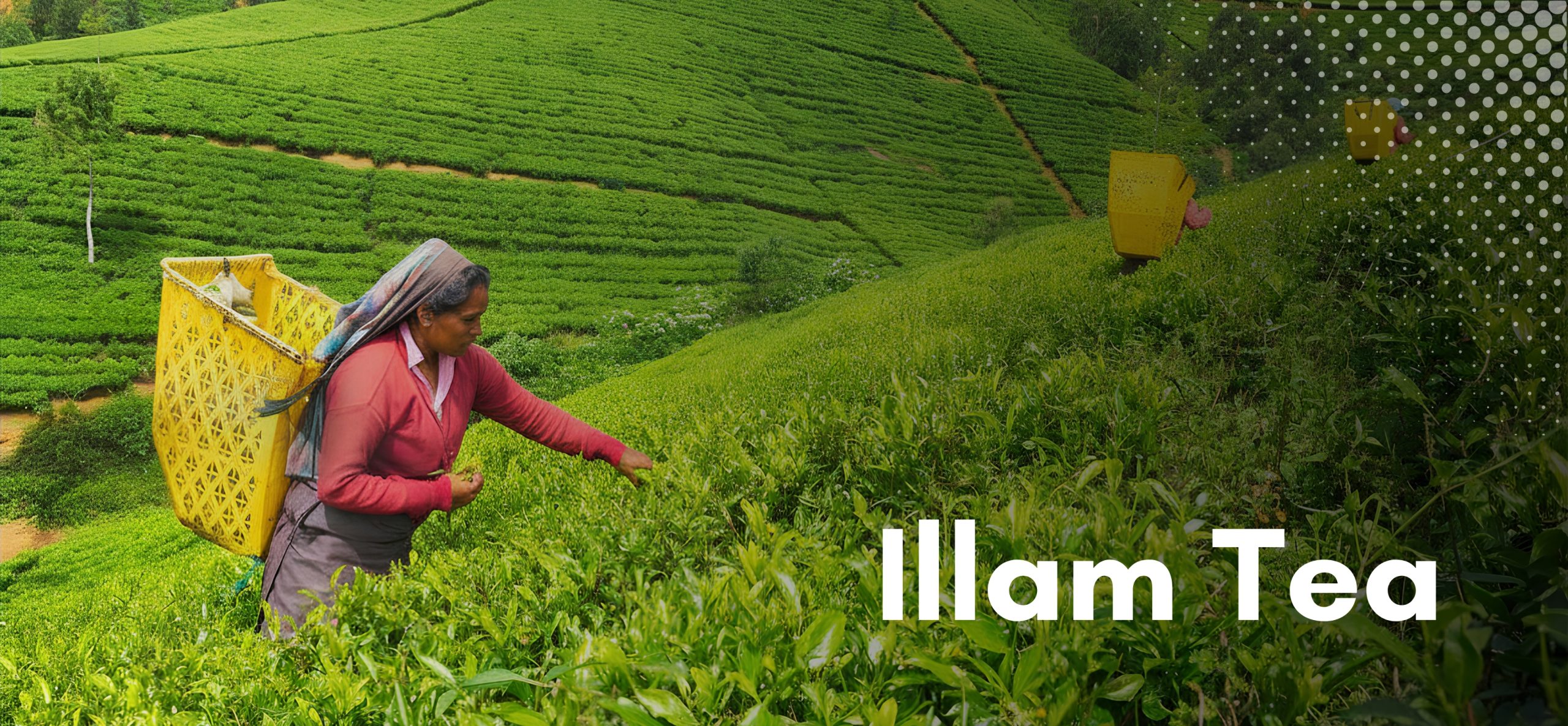Illam tea
