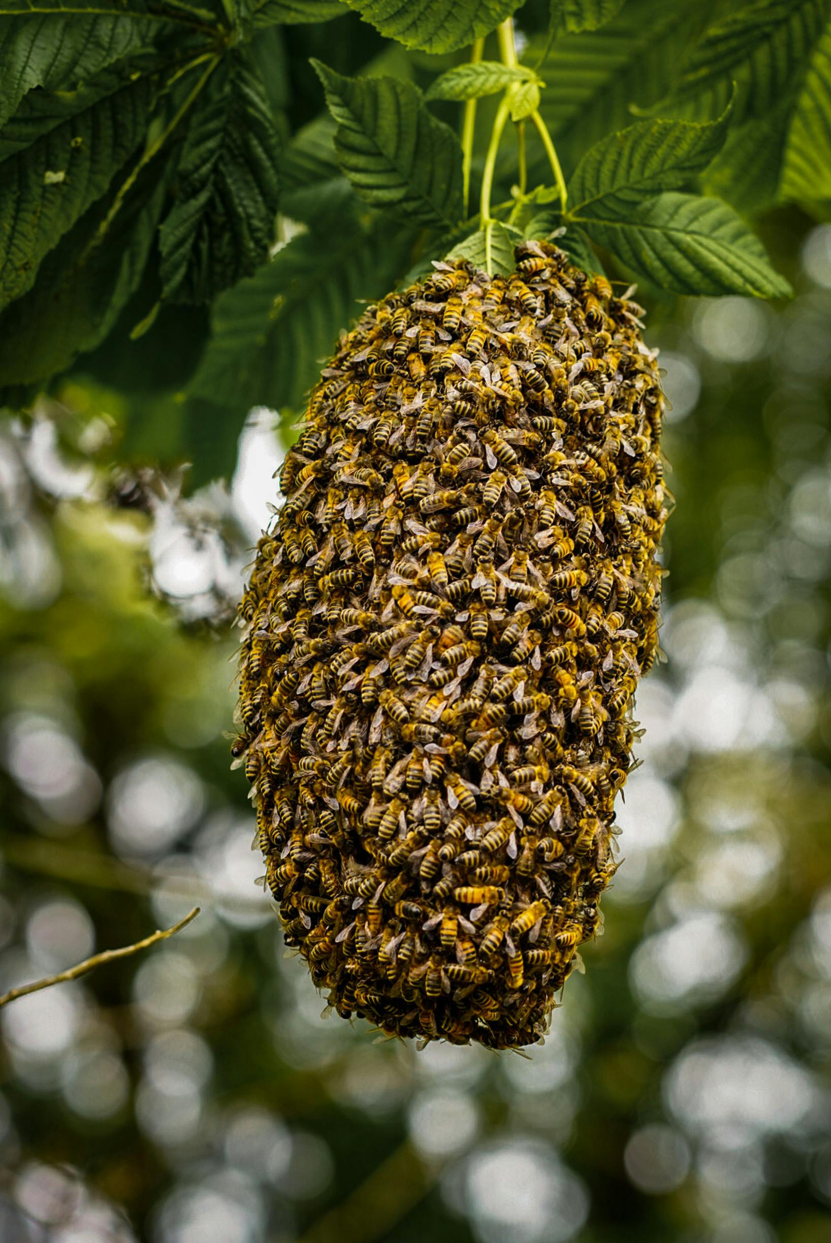 Wild honey bee colony in Nepal