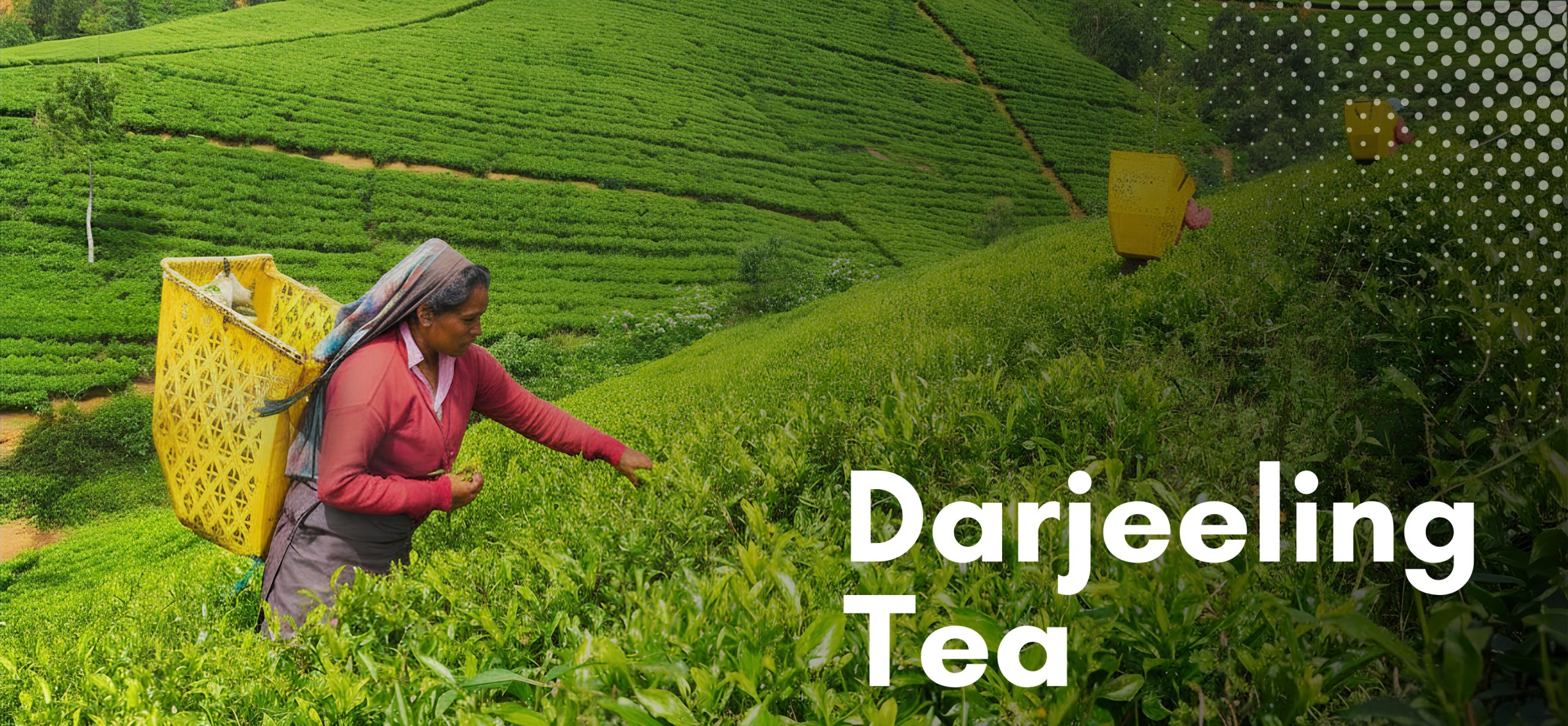 Darjeeling Tea scaled