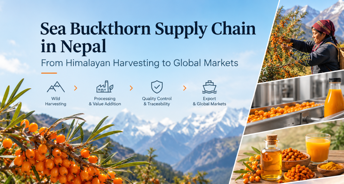 Sea Buckthorn Supply Chain in Nepal e1791363001483