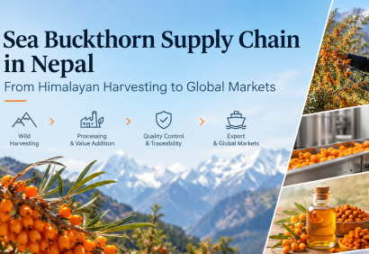 Sea Buckthorn Supply Chain in Nepal Sea Buckthorn Supply Chain in Nepal