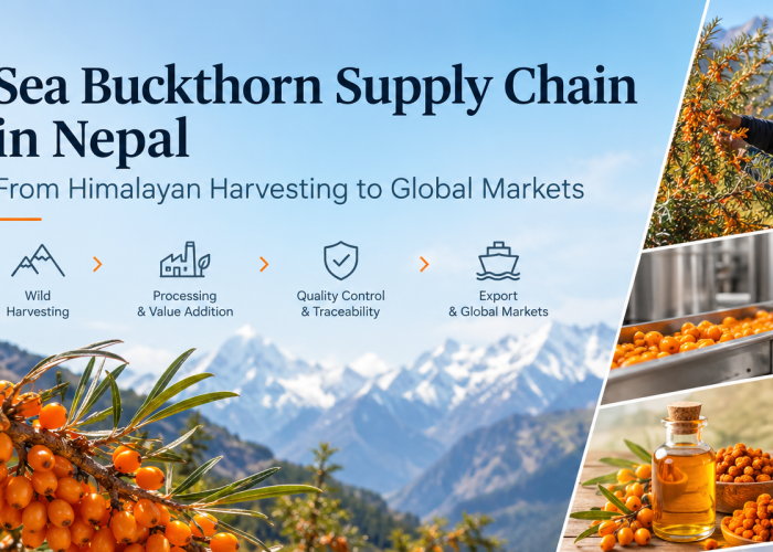 Sea Buckthorn Supply Chain in Nepal Sea Buckthorn Supply Chain in Nepal